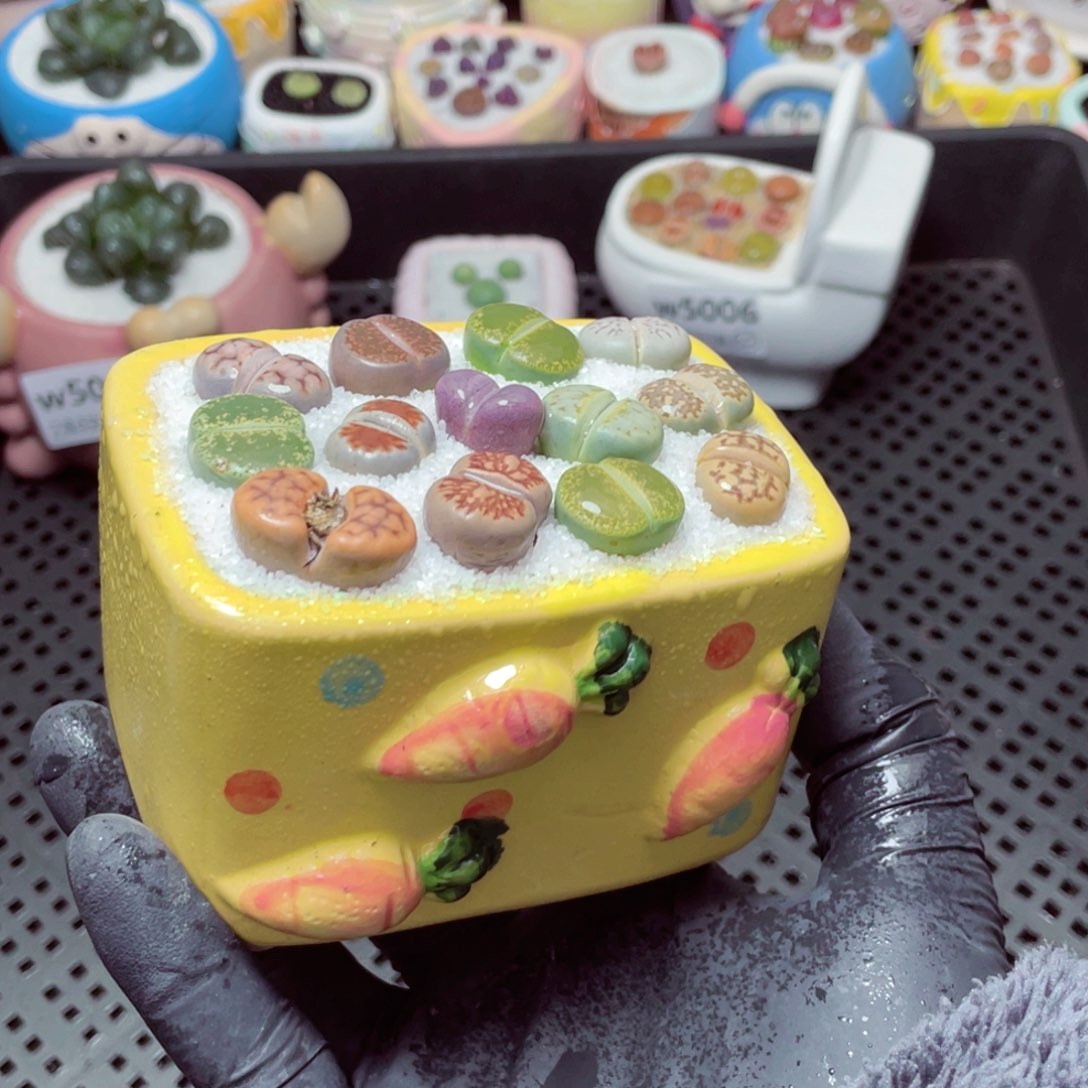 w5008--带盆土发货，零下地区拍保温箱