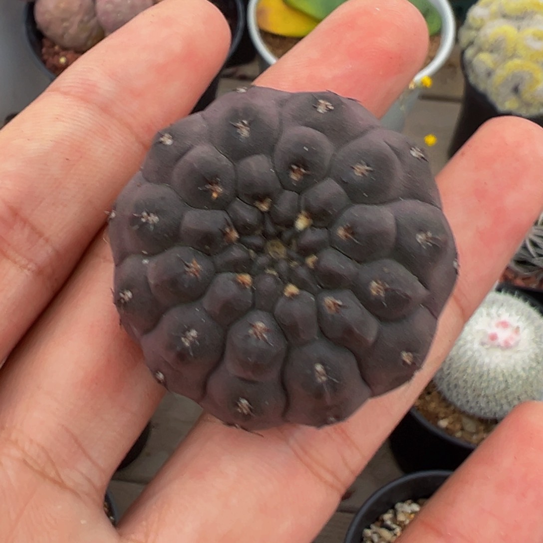305实生根多肉植物裸根发货