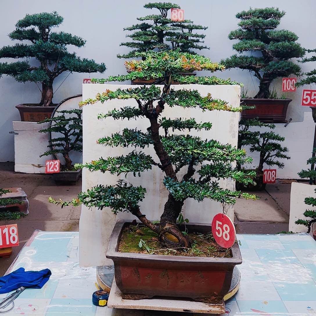 无花朵罗汉松111111111