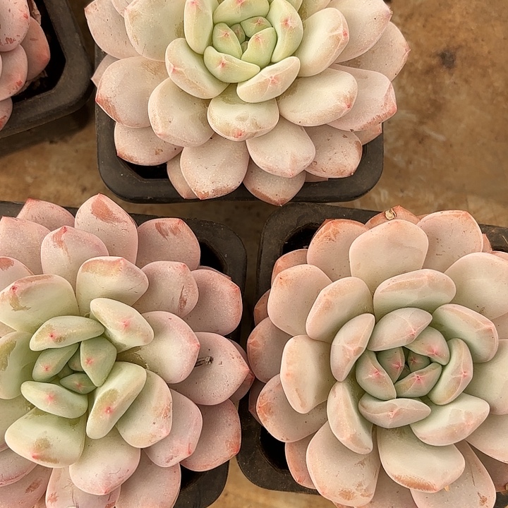 香橙单头10cm起发（拍满18发货、偏远地区不包邮）