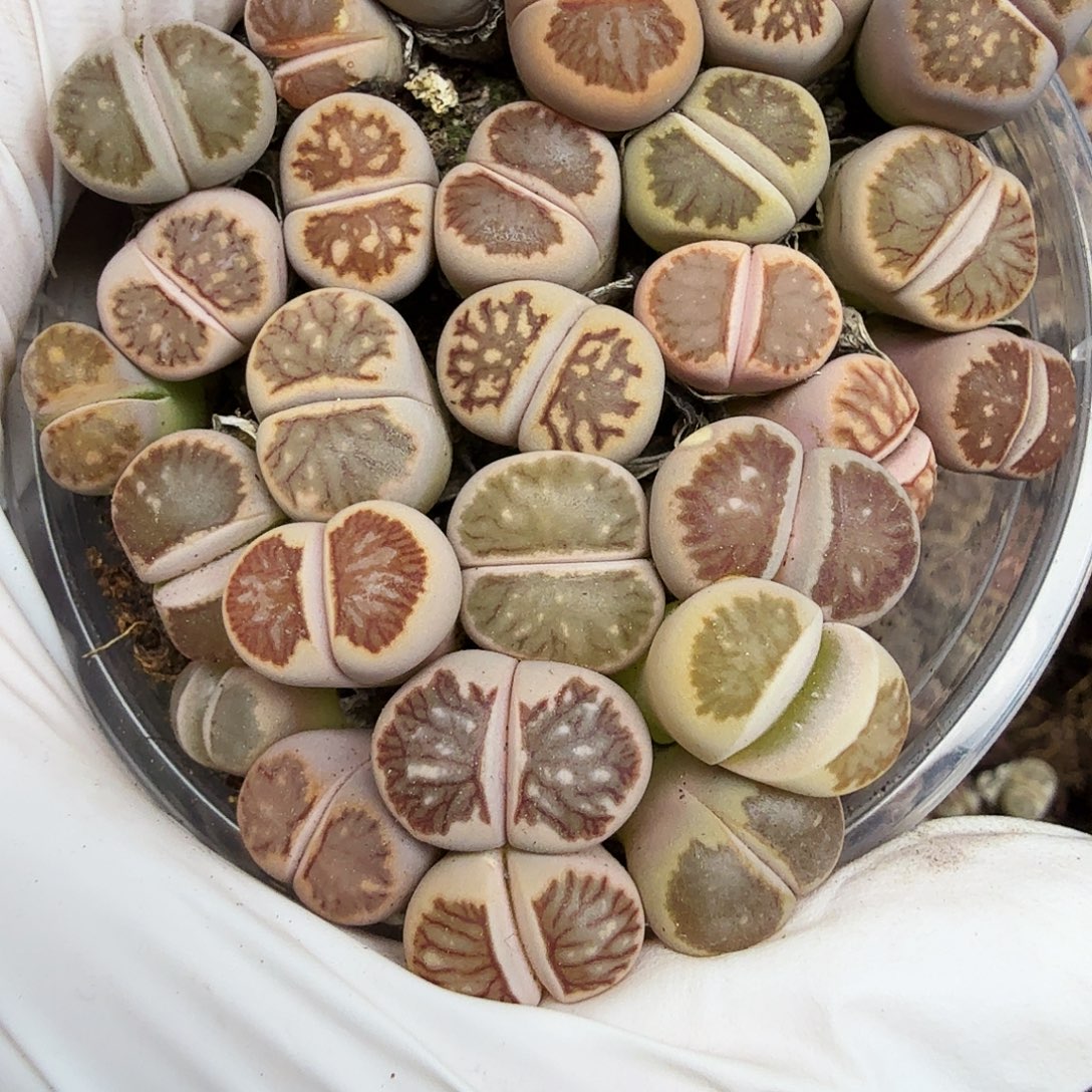 不是很冷哦吗还是459我