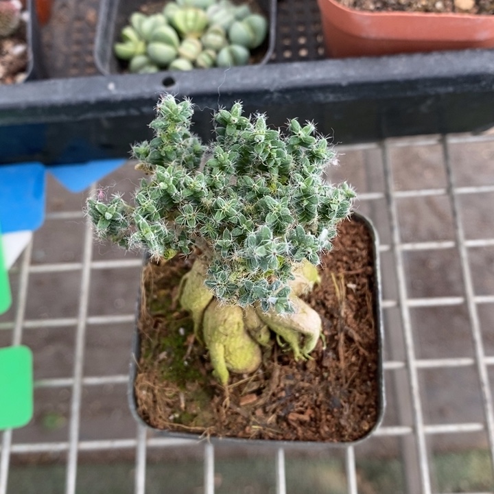 伯克利和格蕾纳等著名