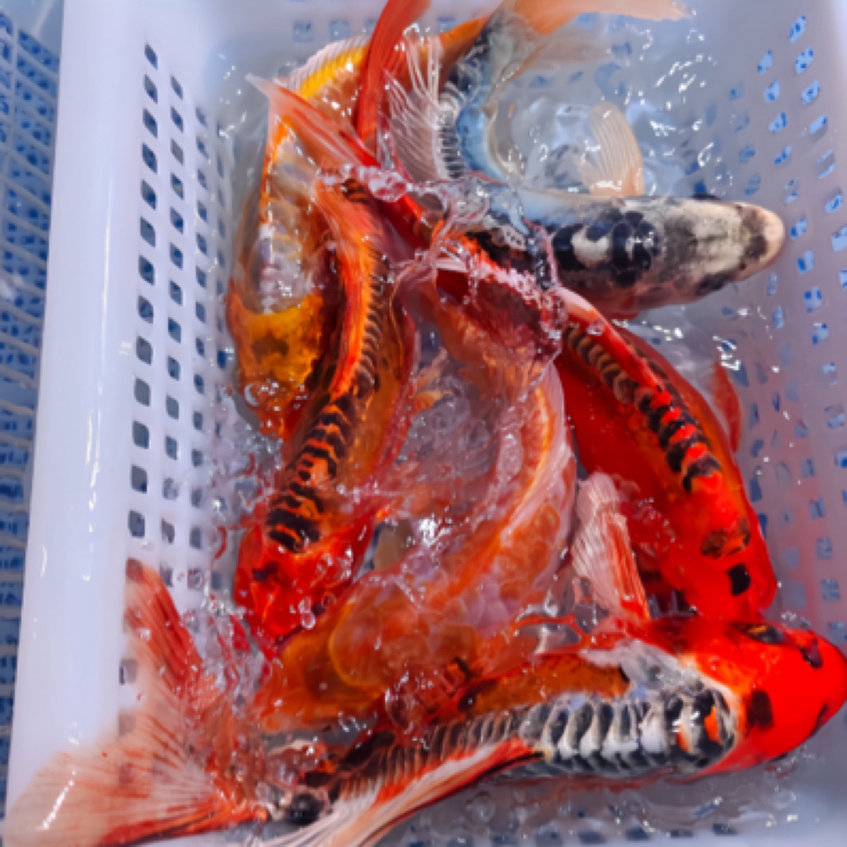 33条7-9厘米【德系血统锦鲤混搭】水族活体淡水鱼冷水观赏鱼