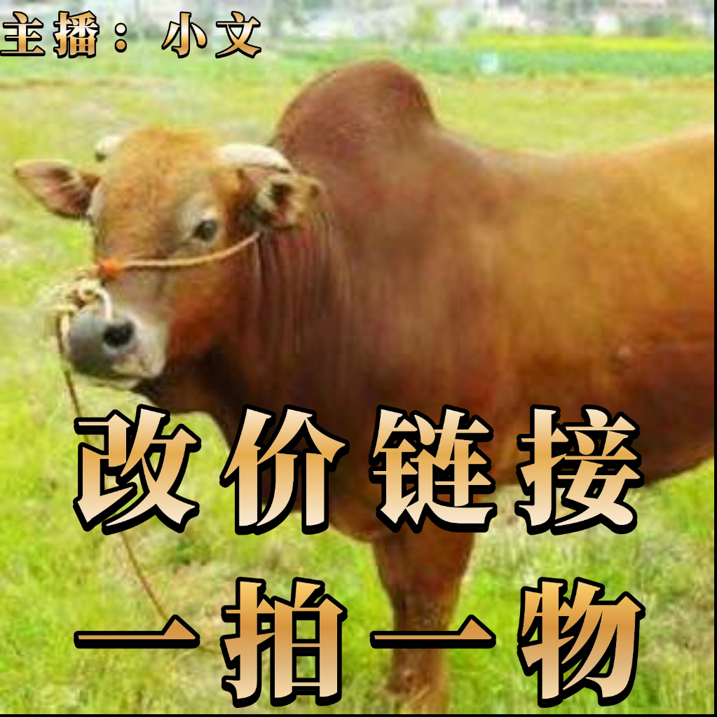 改价链接小文2 四川特色金膘土黄牛纯草饲新鲜散养牛肉4斤起拍