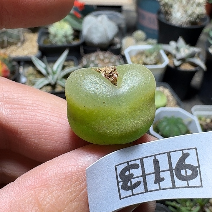 913o泡脱土发货实生