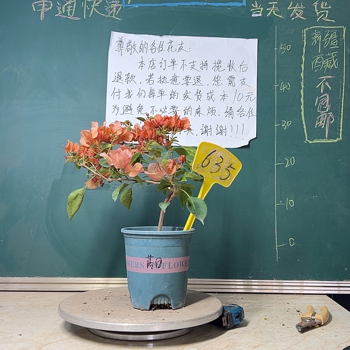 当前无花栽培后可以开花  落日  635