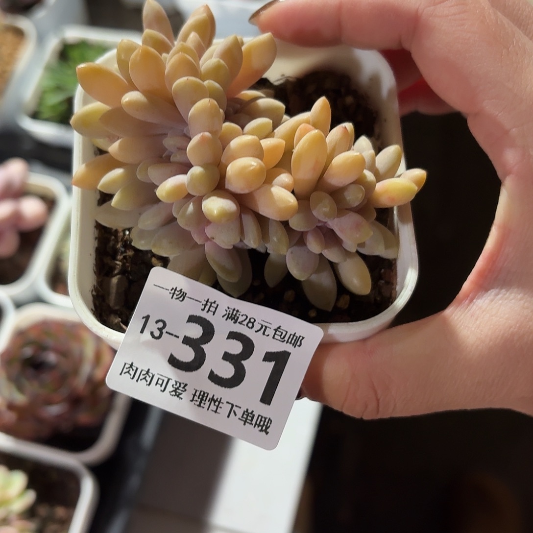 醉美人缀无盆土发货