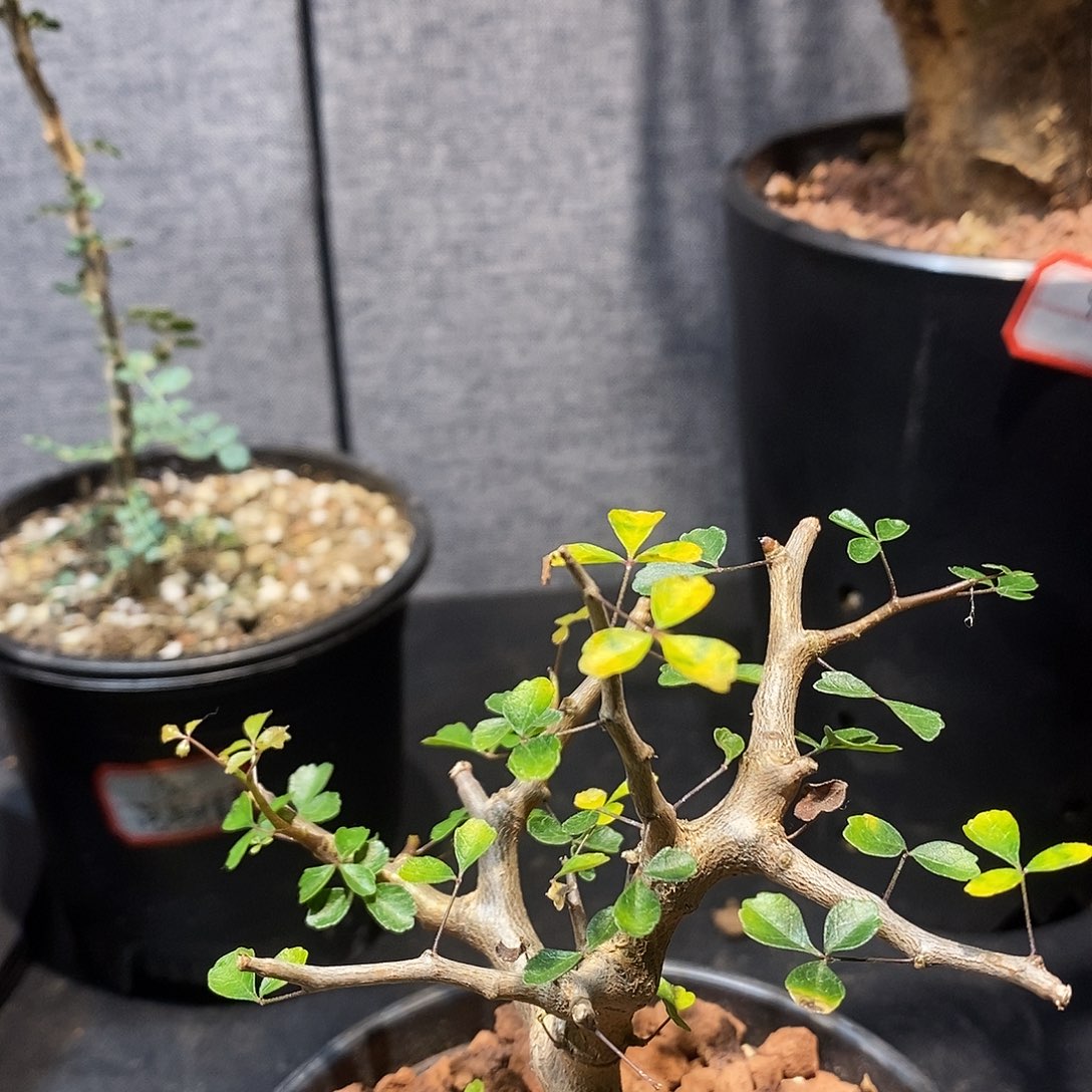 漫***陈波叶没药带盆包邮