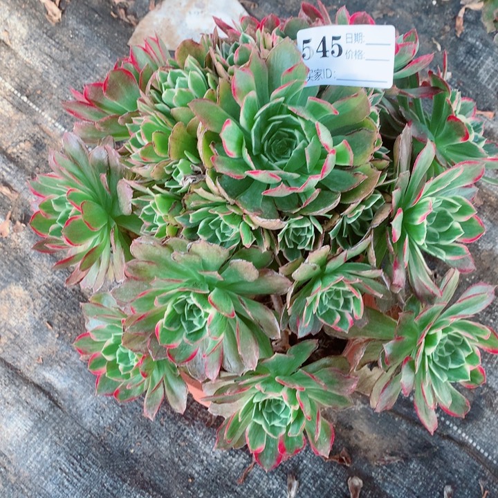 多肉植物545多肉