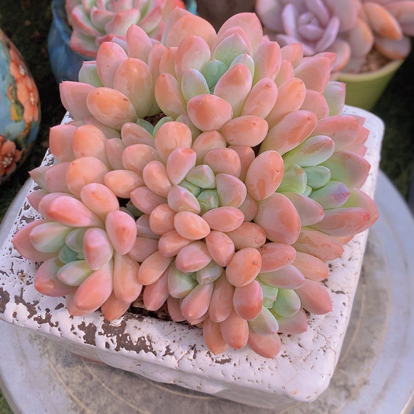 【闪购商品】彩虹芙丽朵