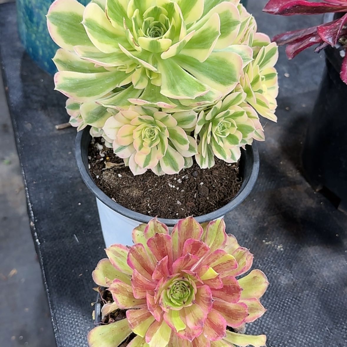 【闪购商品】法师多肉