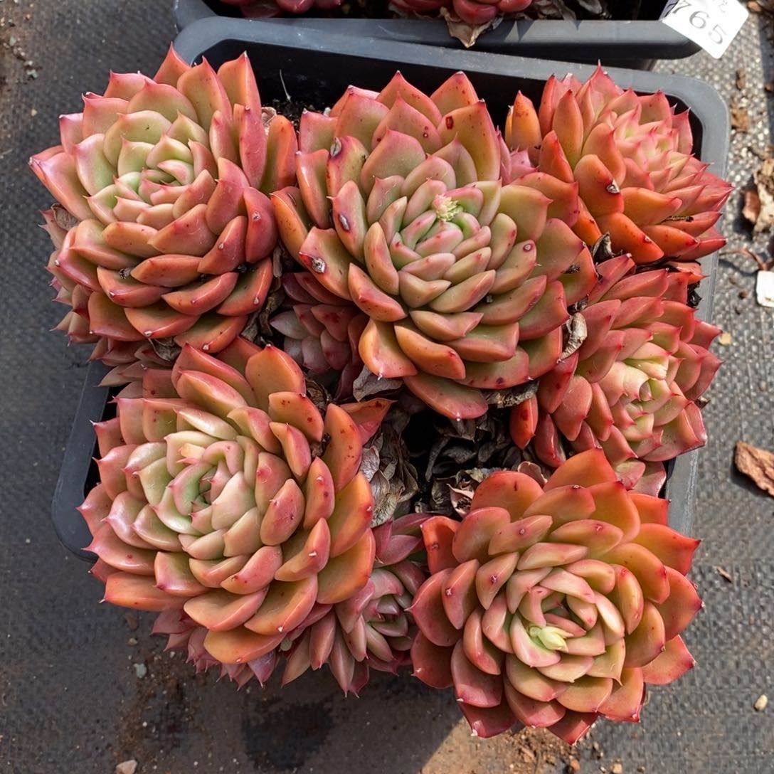 776杂交多肉老桩基地