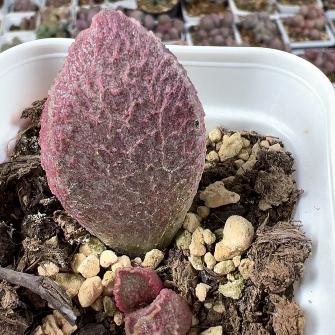 哈莫猪肝大苗多肉植物