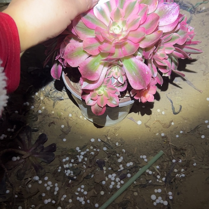 多肉法师植物链接202