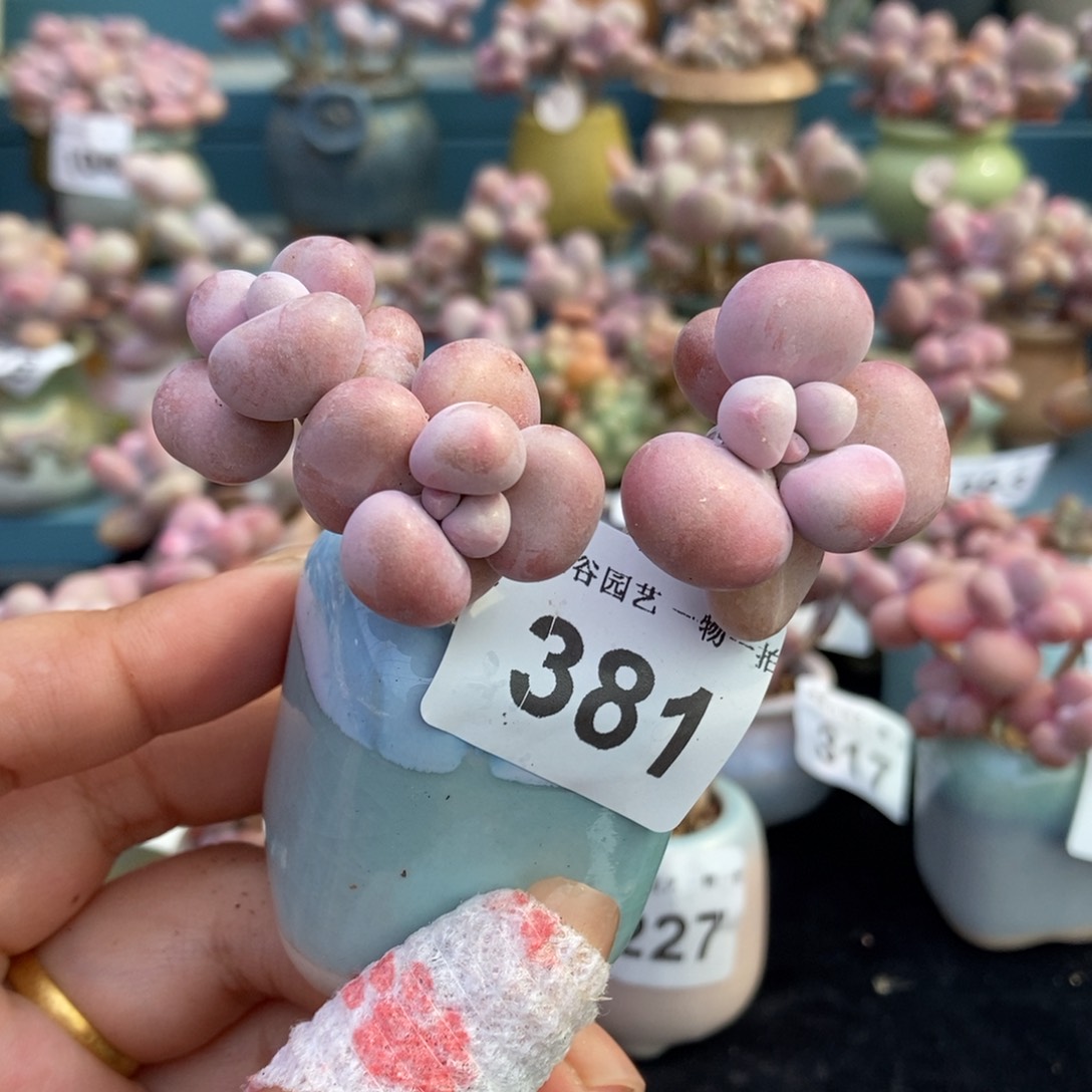 381糖果腰子蛋带盆土