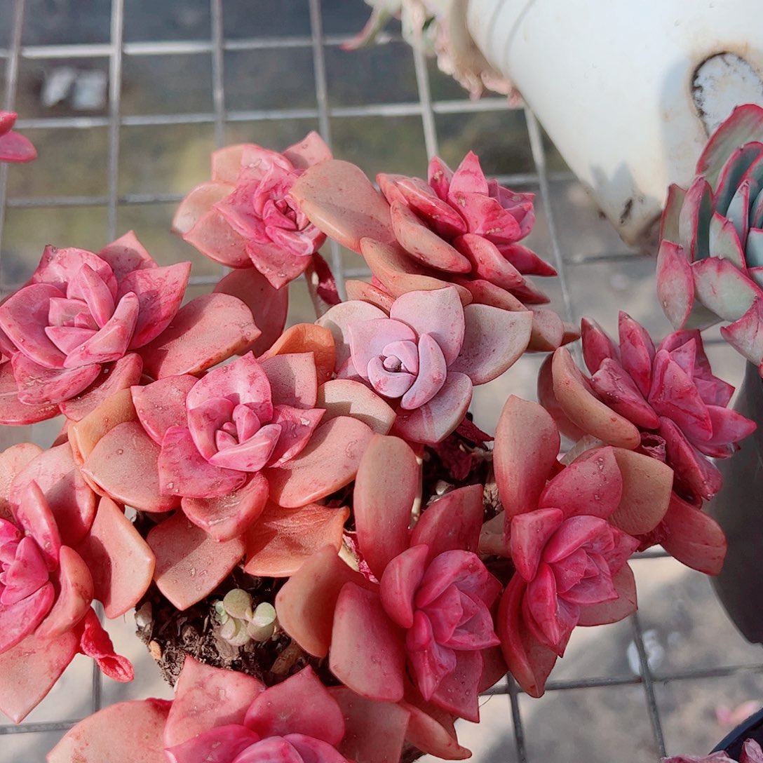 琉璃盏多头造型精品特价