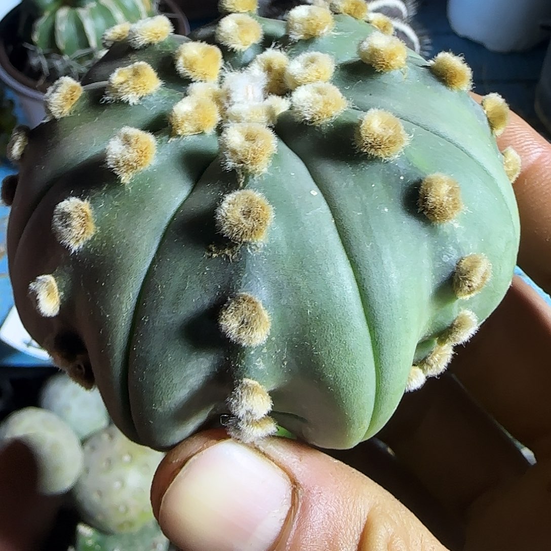 海星连心兜115！仙人球