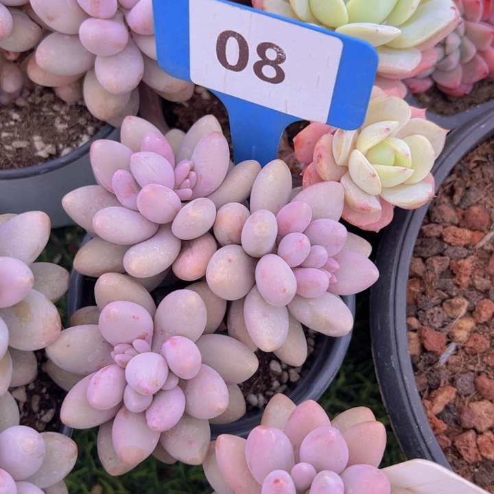 健健康康平平安安