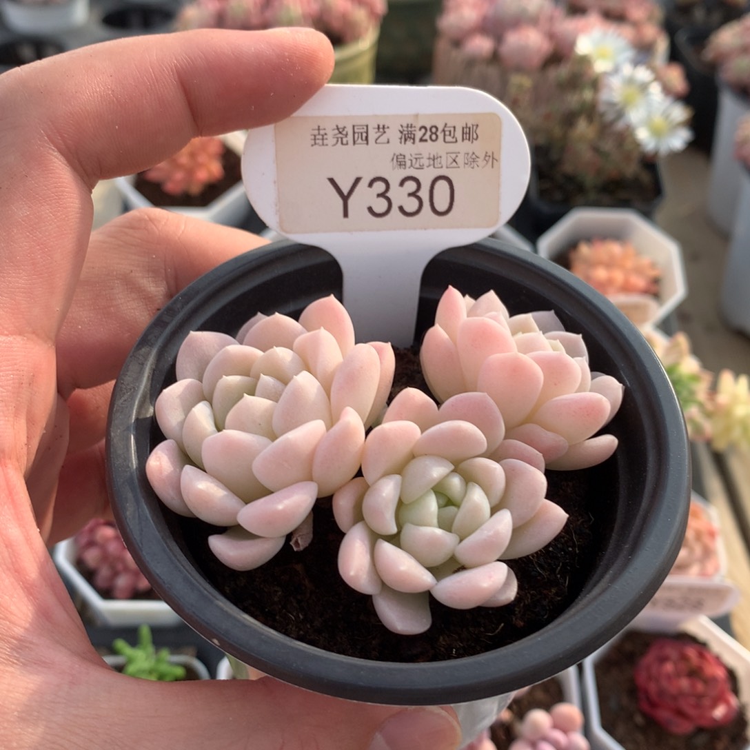 一物一拍330白雪7.5cm