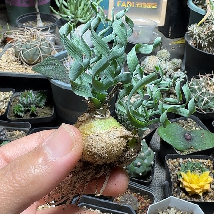 601发卷宽弹脱土发货