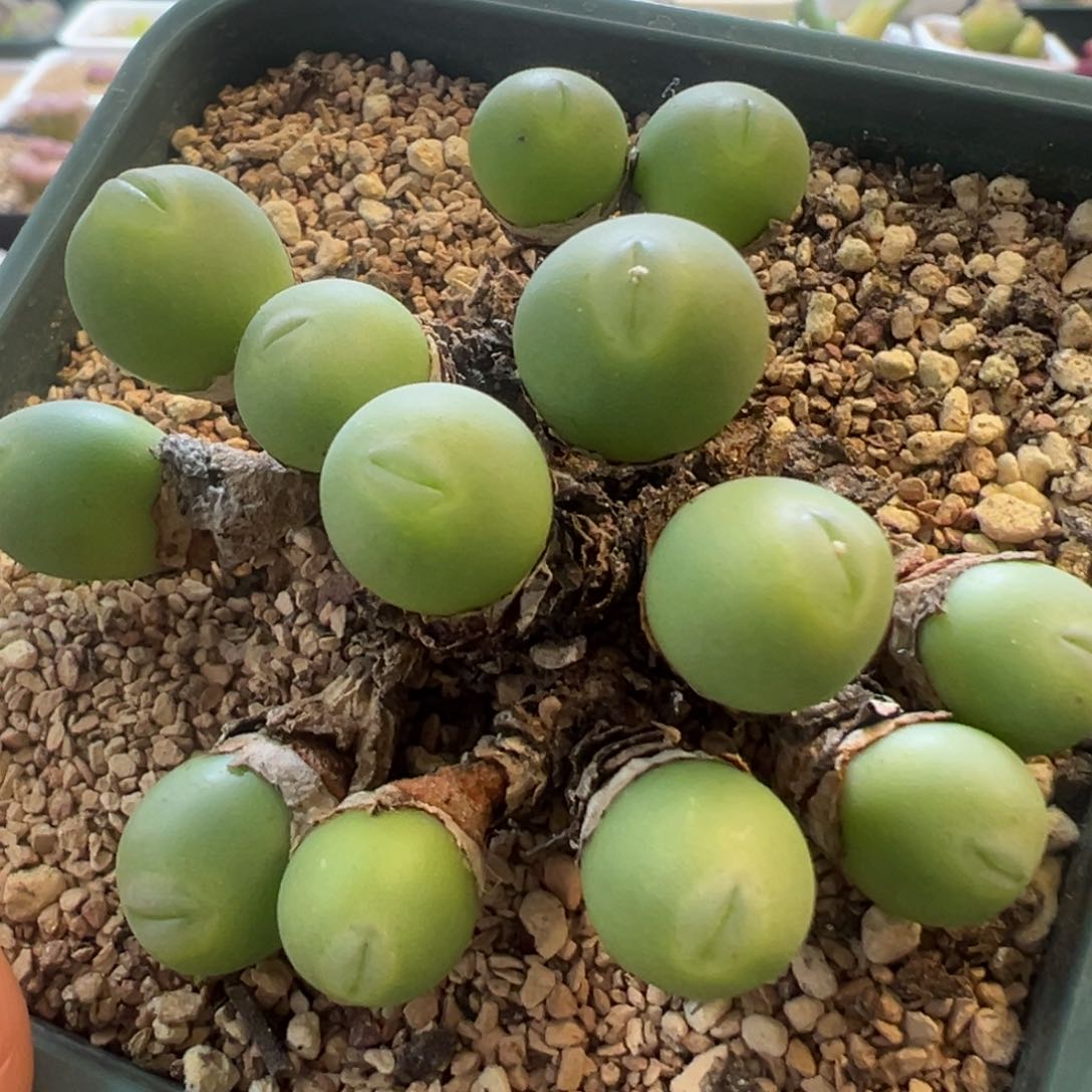 单头价格 嘟嘴拳拳  肉锥植物