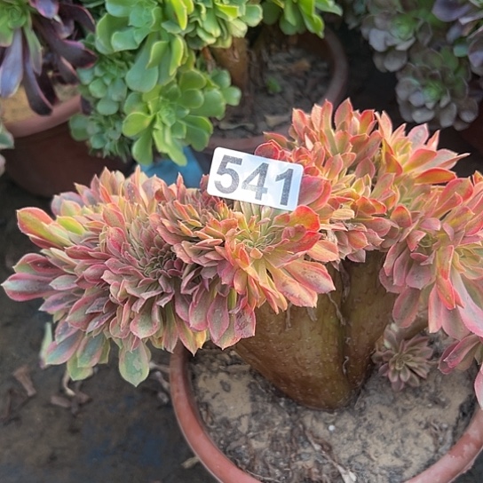 风***淡多肉植物一个斑斓541