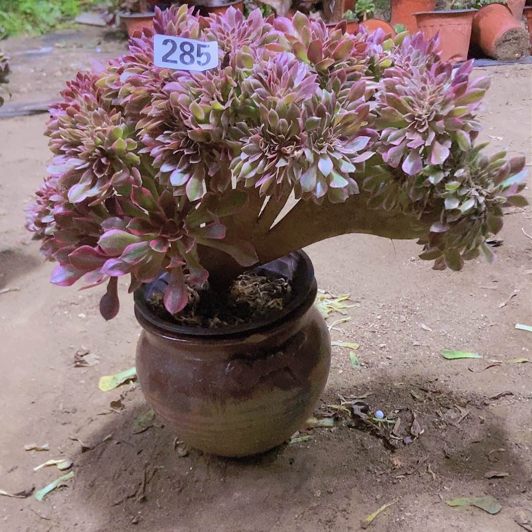 285女神缀老板子法师