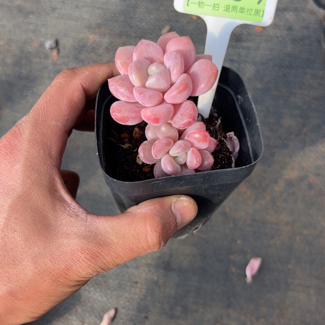 云尘多肉一物一拍1509