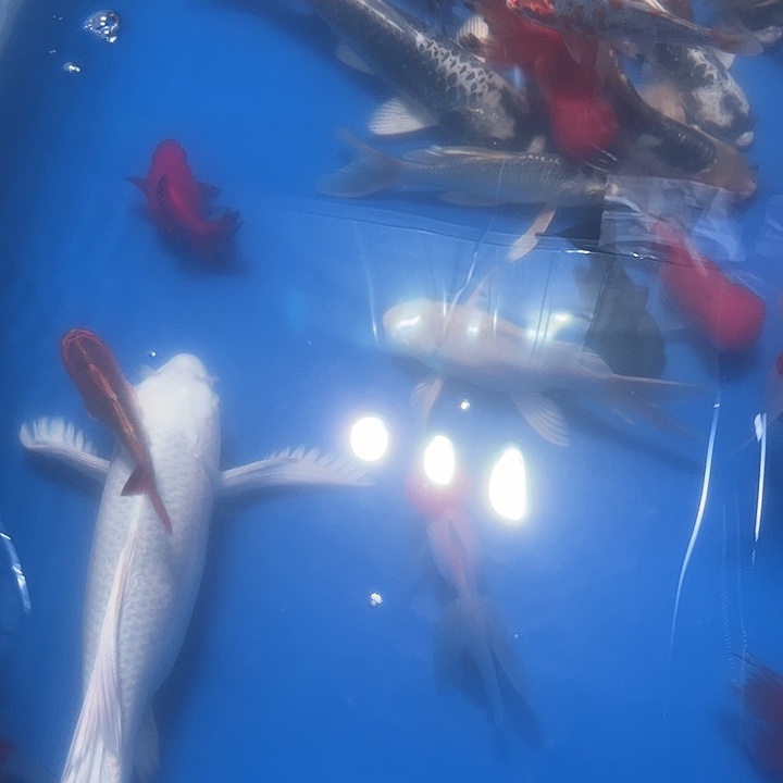 我***你海水鱼渔场直发15号链接