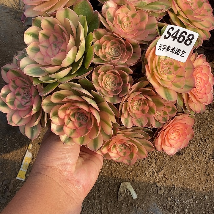 多肉植物荔枝468多肉