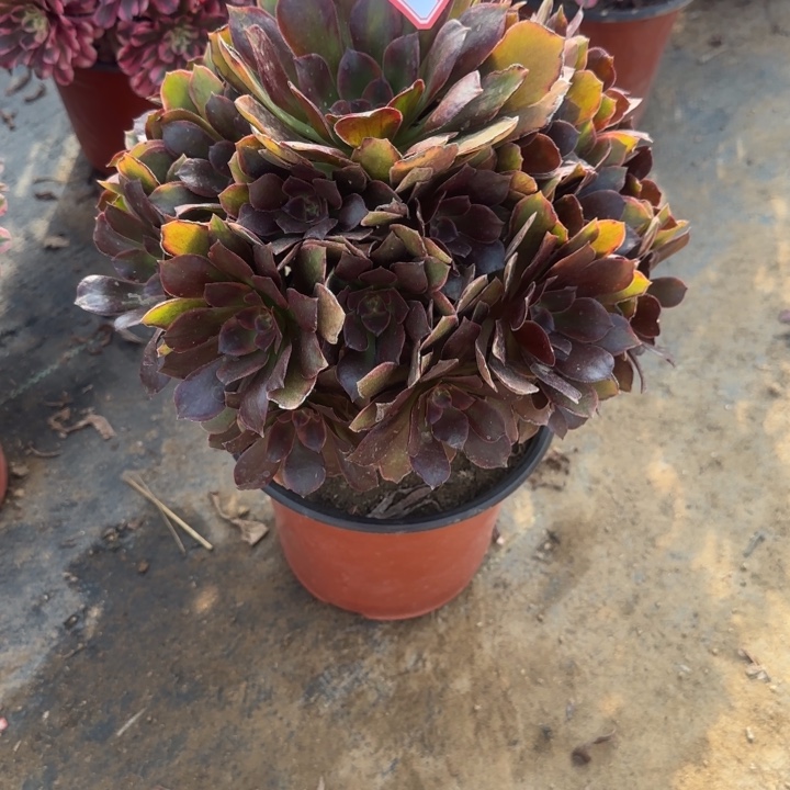 65恶魔多肉不包售后