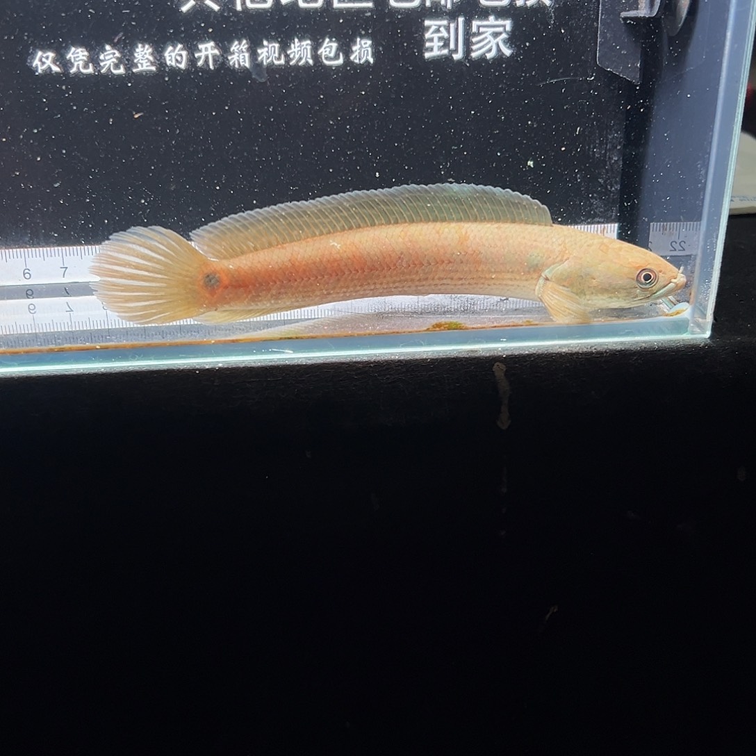 雷龙鱼七星雷龙鱼