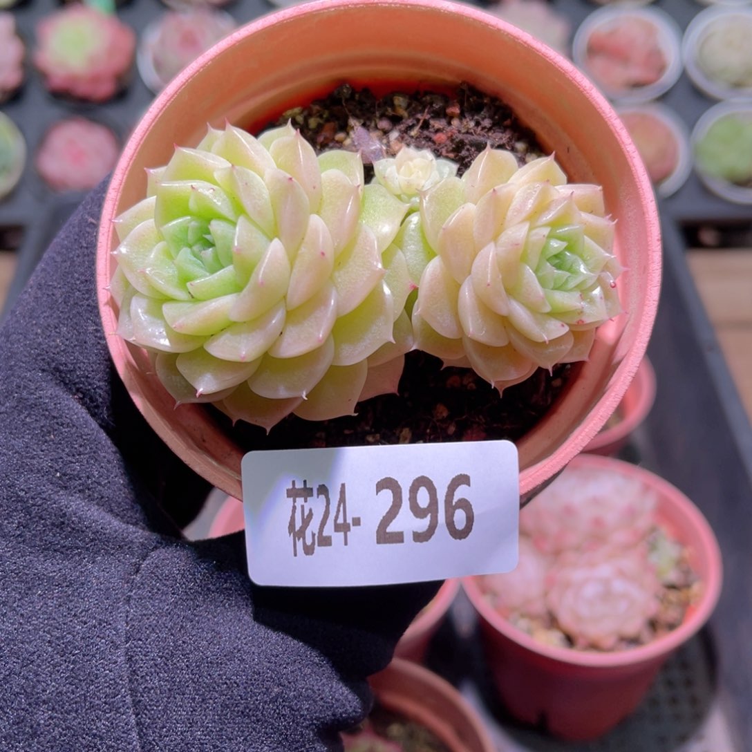 花利美24-296麦秆