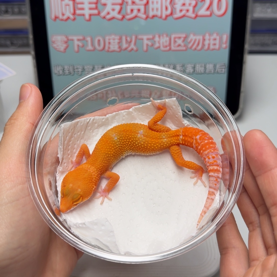 豹纹守宫贝尔蜜桔