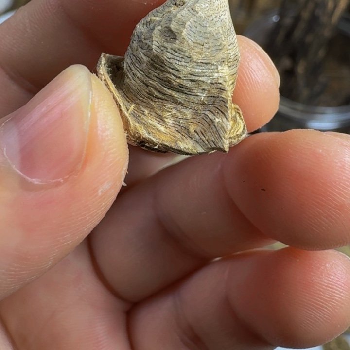 沉香沉香枕广西虎斑棋树丁香