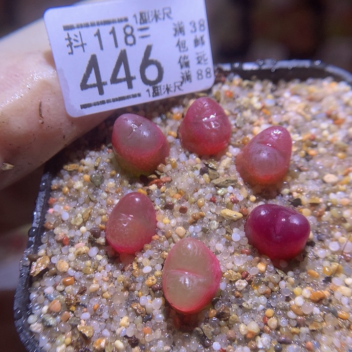 精品生石花118.446