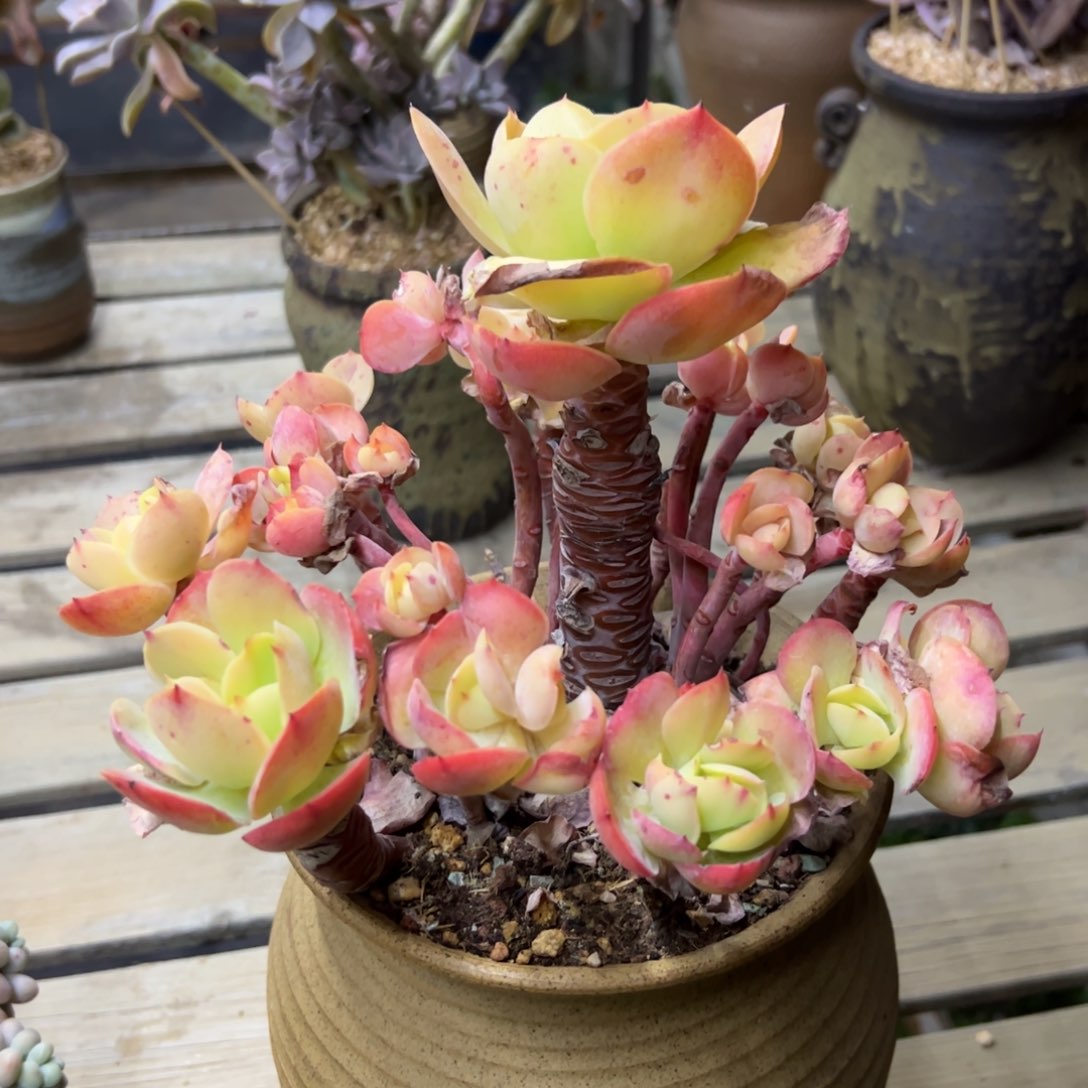 碧桃68 零零多肉植物