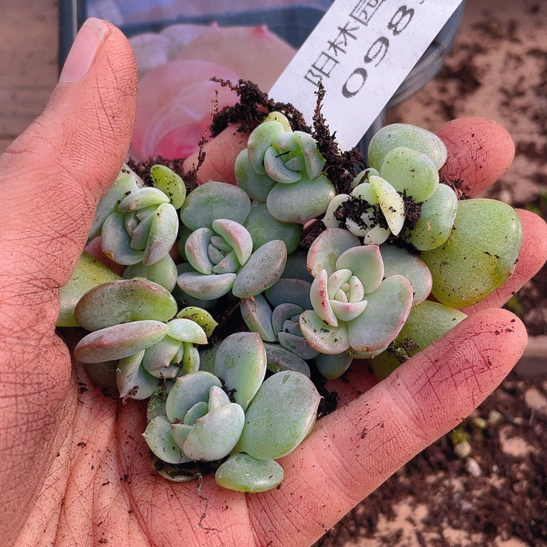 多肉植物多肉植物983