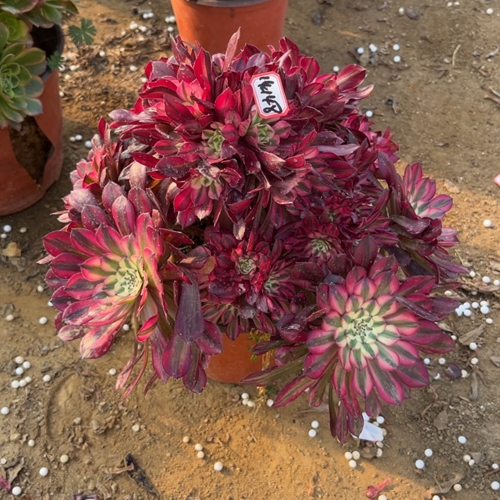 14-148红铜朵朵处理不售后多肉