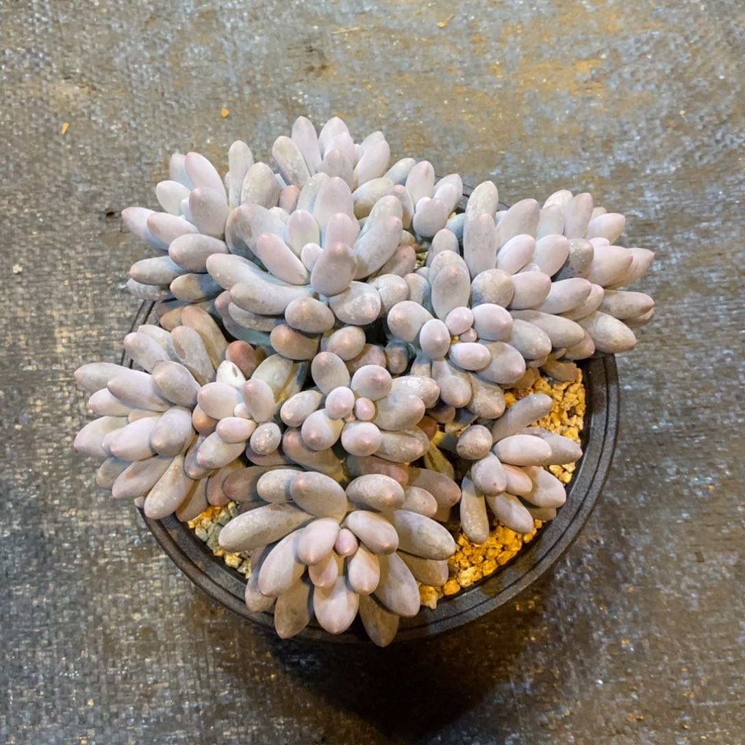 妮*?汤圆多肉，自然群，12345678