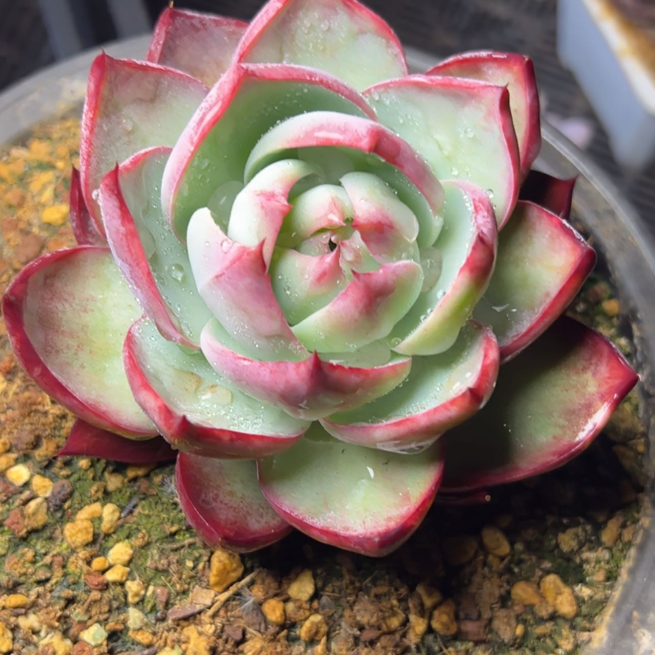 【闪购商品】让**来惊鸿仙子多肉19.8