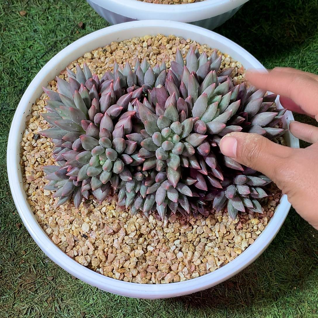 小***儿哈哈哈哈哈哈哈哈哈哈哈