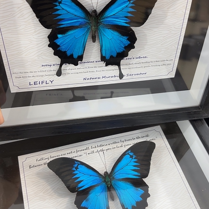 十寸新背景天堂凤蝶