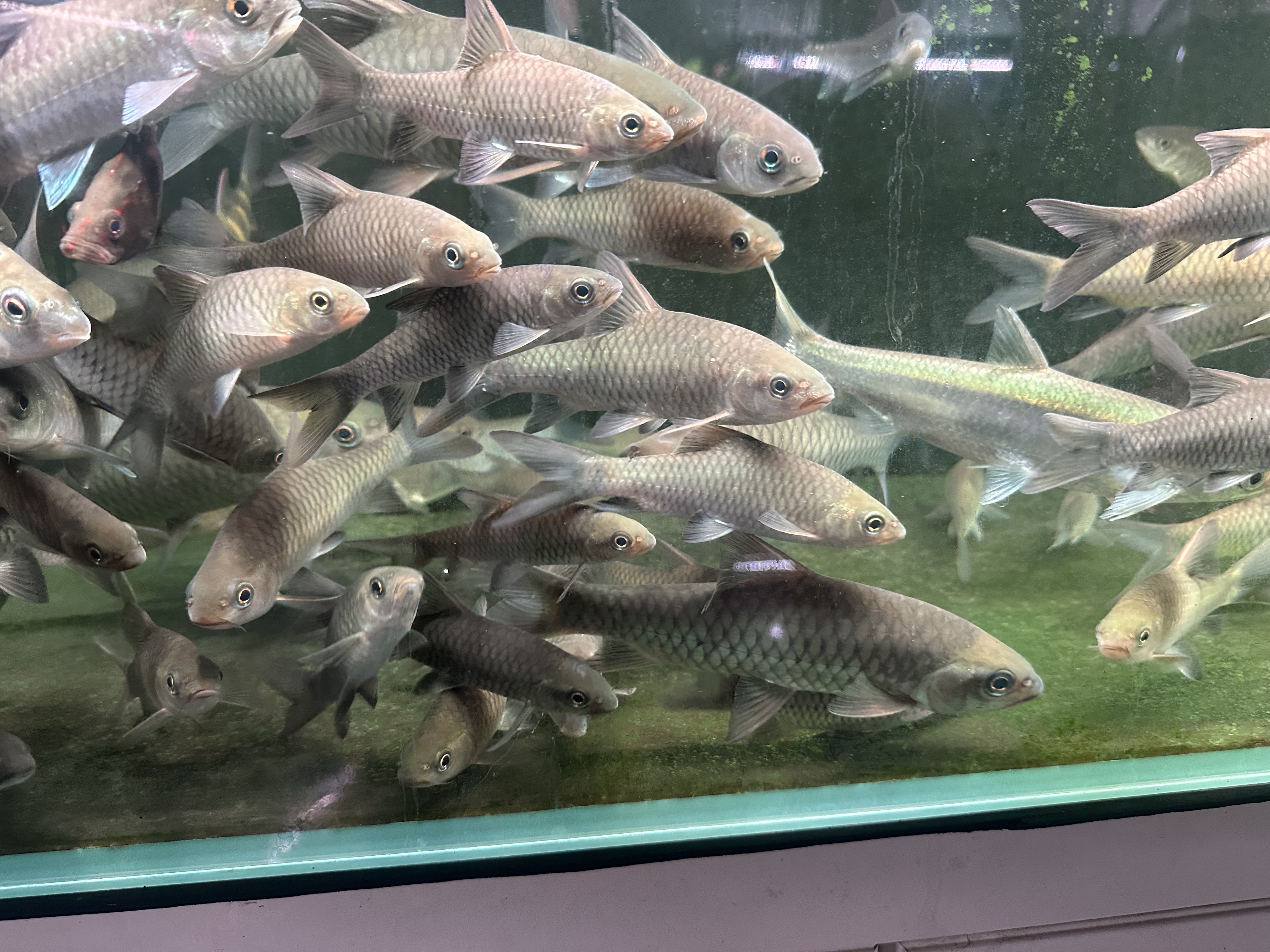 青竹鲤鱼苗淡水观赏鱼耐寒耐活易养