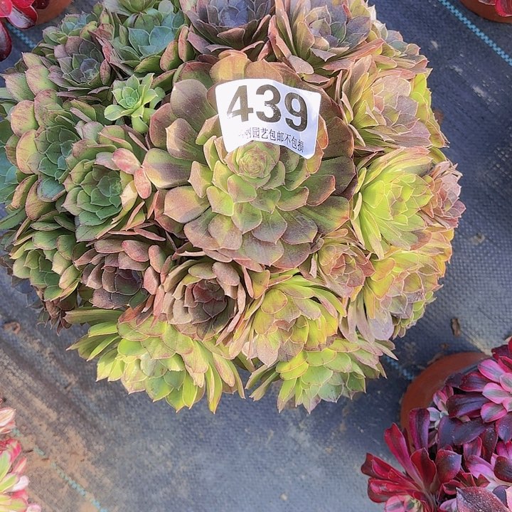 【闪购商品】咪*?439花月夜2-12