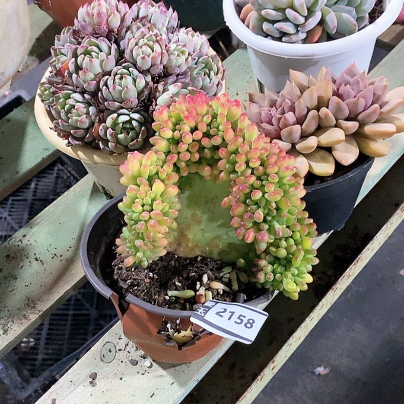 【闪购商品】柠檬手指缀2158