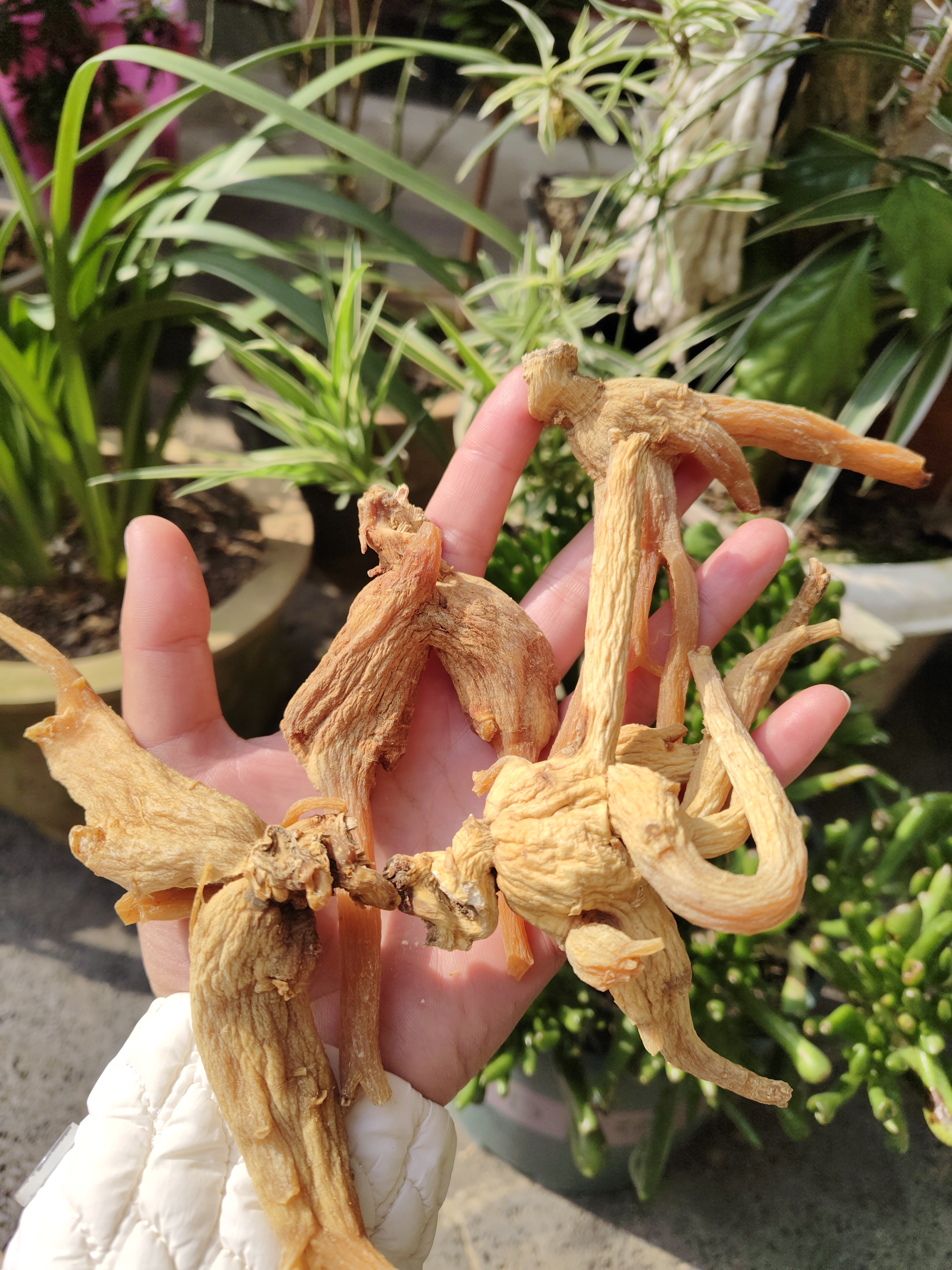 云南土特产，，，红支干货链接