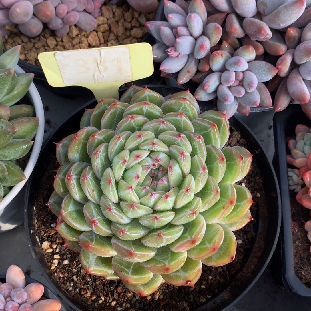 喜***杨雪花珍妮7272727237373