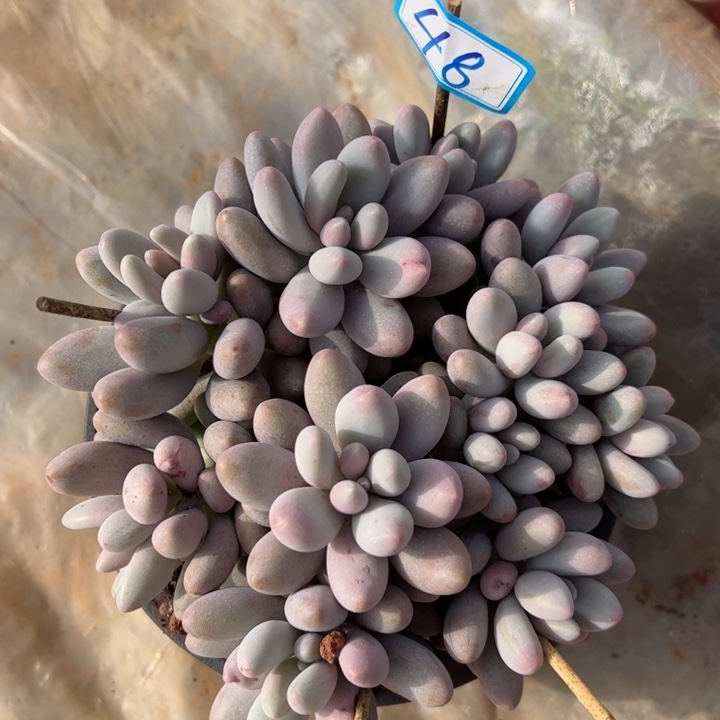 48粉恋平平安安健健康康