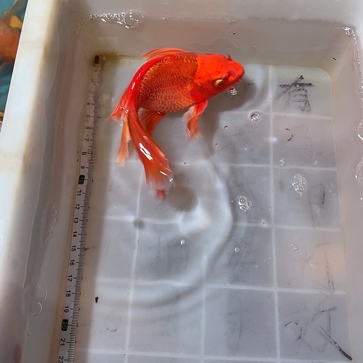 蝴蝶鲤鱼渔场直发21